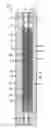 Fig. 01 - Electrochemical cell with stepped scaffold fuel anode