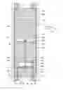 Fig. 01 - Liquid crystal display