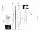 Fig. 04 - Low threshold face recognition
