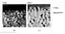 Fig. 01 - Porous metal oxide, method for producing the same, and use of the same