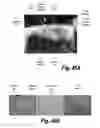 Fig. 43 - METHODS AND COMPOSITIONS FOR CNS DELIVERY OF B-GALACTOCEREBROSIDASE