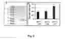 Fig. 03 - Specific lysis of staphylococcal pathogens by bacteriophage phi11 endolysin
