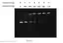 Fig. 04 - Nanoparticles and Use Thereof