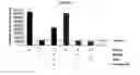 Fig. 06 - Methods of use for an antibody against human frizzled receptors 1, 2. 5, 7 or 8