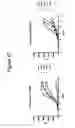 Fig. 43 - Methods of use for an antibody against human frizzled receptors 1, 2. 5, 7 or 8