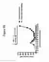 Fig. 51 - Methods of use for an antibody against human frizzled receptors 1, 2. 5, 7 or 8