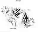 Fig. 08 - Antibodies against tissue factor pathway inhibitor