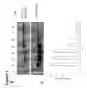 Fig. 03 - Methods and compositions based on shiga toxin type 2 protein