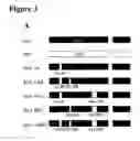 Fig. 06 - Methods and compositions based on shiga toxin type 2 protein