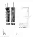 Fig. 07 - Methods and compositions based on shiga toxin type 2 protein