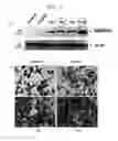 Fig. 07 - Anticancer drug comprising inhibitor of TMPRSS4
