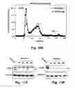 Fig. 19 - Targets for treatment of hypercholesterolemia