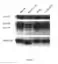 Fig. 02 - Engineered botulinum neurotoxin C1 with selective substrate specificity