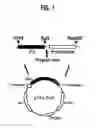 Fig. 02 - PROCESS FOR PRODUCING RECOMBINANT PROTEIN USING NOVEL FUSION PARTNER