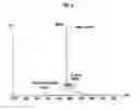 Fig. 06 - PROCESS FOR PRODUCING RECOMBINANT PROTEIN USING NOVEL FUSION PARTNER