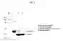 Fig. 08 - PROCESS FOR PRODUCING RECOMBINANT PROTEIN USING NOVEL FUSION PARTNER