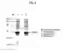 Fig. 09 - PROCESS FOR PRODUCING RECOMBINANT PROTEIN USING NOVEL FUSION PARTNER