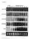 Fig. 06 - Cytochrome P450s and uses thereof