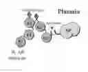 Fig. 01 - Recombinantly modified plasmin