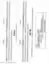 Fig. 16 - Chimeric pestivirus with insertion in 3′ nontranslated region (3′NTR) with stable replication and rnase resistance