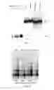 Fig. 37 - Human telomerase catalytic subunit