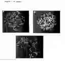 Fig. 20 - Multiple-tumor aberrant growth genes