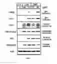 Fig. 04 - Methods and compositions for inducing apoptosis by stimulating ER stress
