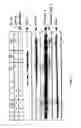 Fig. 05 - Methods and compositions for inducing apoptosis by stimulating ER stress
