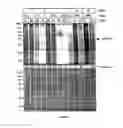Fig. 06 - Methods and compositions for inducing apoptosis by stimulating ER stress