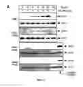 Fig. 08 - Methods and compositions for inducing apoptosis by stimulating ER stress