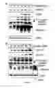 Fig. 20 - Methods and compositions for inducing apoptosis by stimulating ER stress