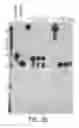 Fig. 05 - Cell-type specific aptamer-siRNA delivery system for HIV-1 therapy