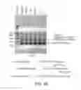 Fig. 07 - Cell-type specific aptamer-siRNA delivery system for HIV-1 therapy
