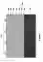 Fig. 02 - Composition and Method of Forming an Insulating Layer in a Photovoltaic Device