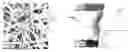 Fig. 01 - Advanced catalyst system prepared from a whiskered aluminum-containing metallic alloy substrate