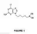 Fig. 02 - Method of including apoptosis/Cell death in leukemia cell using a purine nucleoside analogue