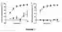 Fig. 08 - Method of including apoptosis/Cell death in leukemia cell using a purine nucleoside analogue