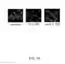 Fig. 02 - INHIBITION OF YOPS TRANSLOCATION