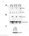 Fig. 04 - MUTATIONS OF THE PIK3CA GENE IN HUMAN CANCERS