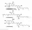 Fig. 01 - SCHWEINFURTHIN ANALOGUES