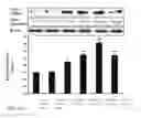 Fig. 08 - Pharmaceutical Composition for Hepatitis Treatment and Applications