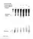 Fig. 09 - Pharmaceutical Composition for Hepatitis Treatment and Applications