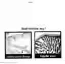 Fig. 07 - Flagellin related polypeptides and uses thereof