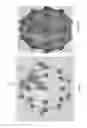 Fig. 07 - Enhanced spatial summation for deep-brain transcranial magnetic stimulation
