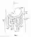 Fig. 02 - System and Method for Determining Medical Capsule Location inside a Human Body
