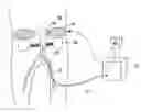 Fig. 01 - Control of arterial smooth muscle tone
