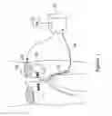Fig. 02 - Control of arterial smooth muscle tone