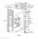 Fig. 02 - Electric modulation of sympathetic nervous system