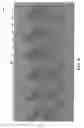 Fig. 07 - Shot gather data beamer and debeamer