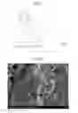 Fig. 02 - METAL PASTE COMPOSITION FOR FORMING ELECTRODE AND SILVER-CARBON COMPOSITE ELECTRODE AND SILICON SOLAR CELL USING THE SAME